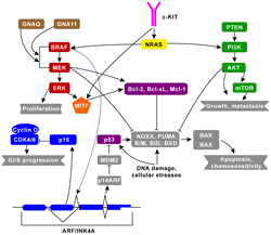 Molecular Disease Model Pathway